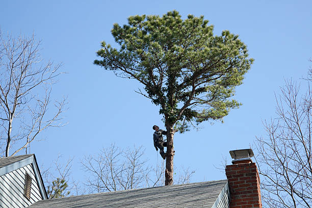 Best Emergency Tree Removal  in Antelope, CA